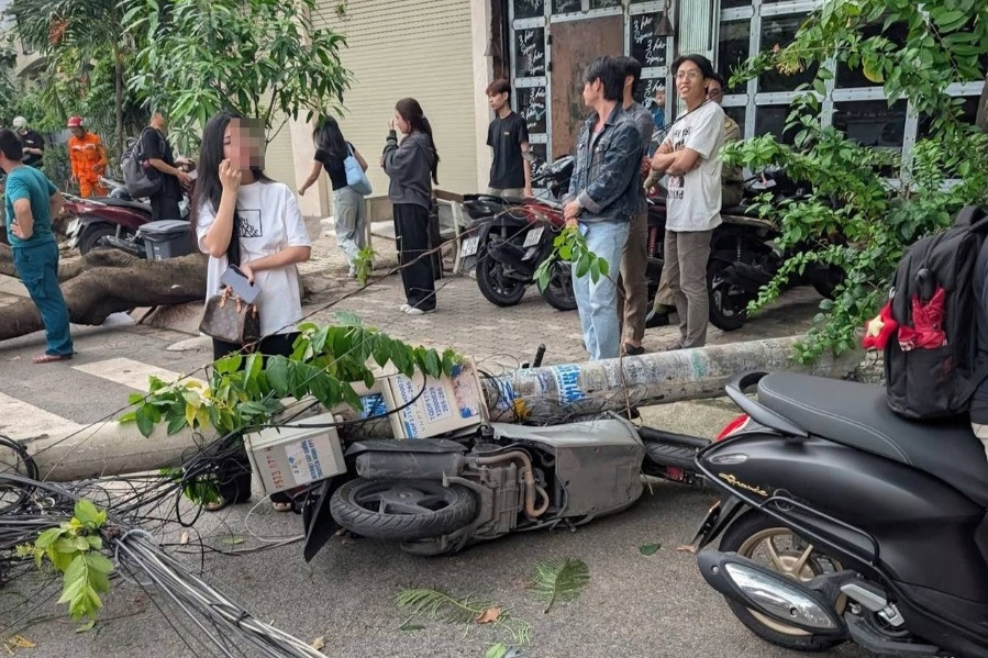 Hai cây phượng bật gốc kéo đổ 3 trụ điện, làm hư hỏng nhiều xe ở TPHCM