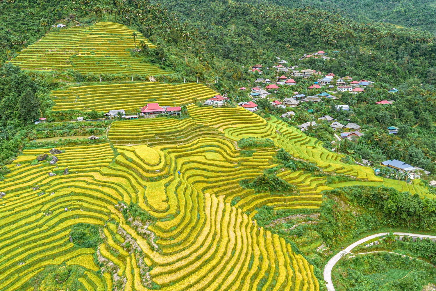 Ngắm ruộng bậc thang vàng rực ở Khuổi My