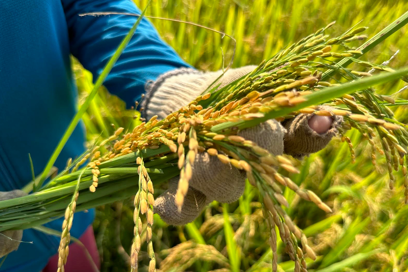 Gạo nước nào ở Đông Nam Á ngon nhất thế giới năm 2026?