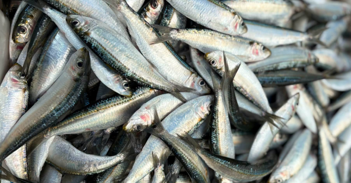 Loại cá giàu omega-3 như cá hồi, giá chỉ vài chục nghìn đồng/kg