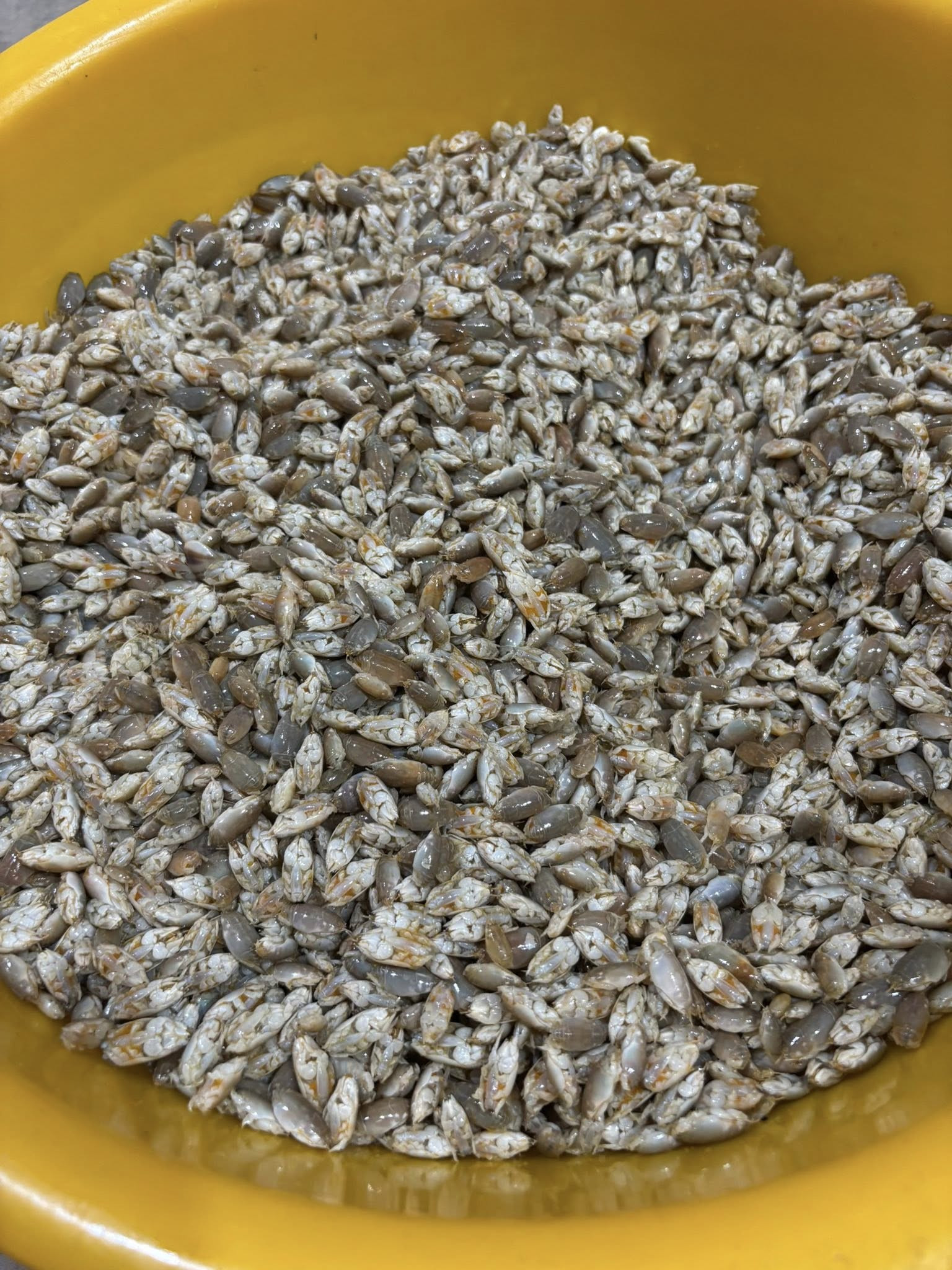 Đặc Sản Nào Ở Phú Quốc 'Chỉ Lùi Không Tiến', Nhìn Giống Dế Nhưng Vị Như Tôm? Nguyen Tuyen 827