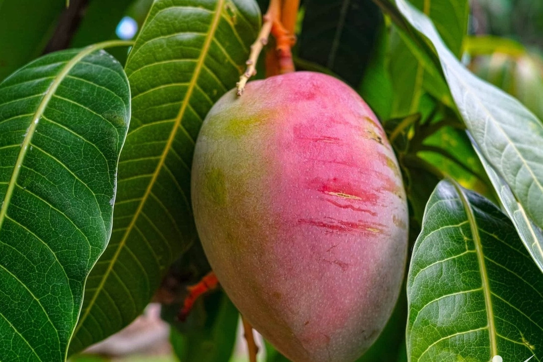 Tác dụng với huyết áp của quả xoài
