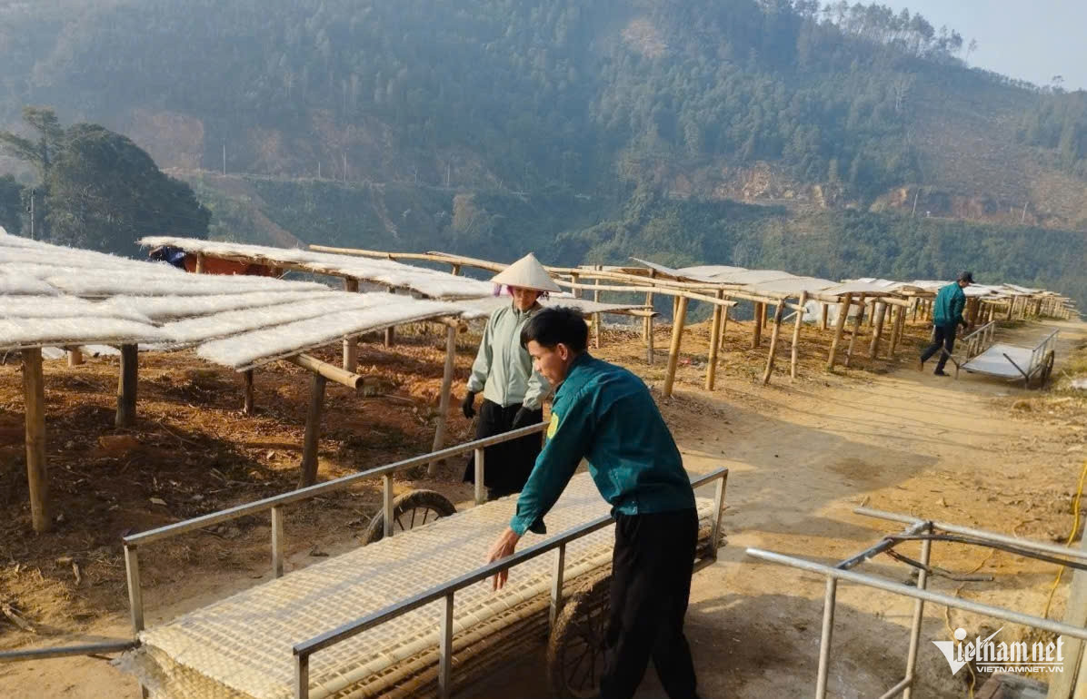 W-Những sợi miến dong trong veo được xếp thành từng dãy ở khu vực phơi.jpg