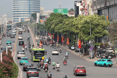 Cận cảnh những hàng hoa sữa nở trắng trời 'bủa vây' người Hà Nội