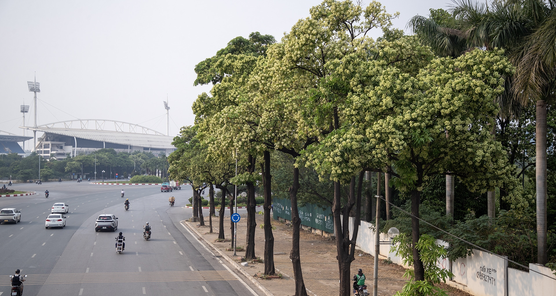 Cận cảnh những hàng hoa sữa nở trắng trời &amp;apos;bủa vây&amp;apos; người Hà Nội