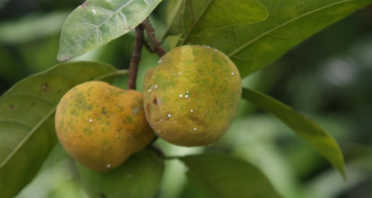 Loại quả chua kho cá, nấu canh, lá rất tốt cho người đau xương khớp