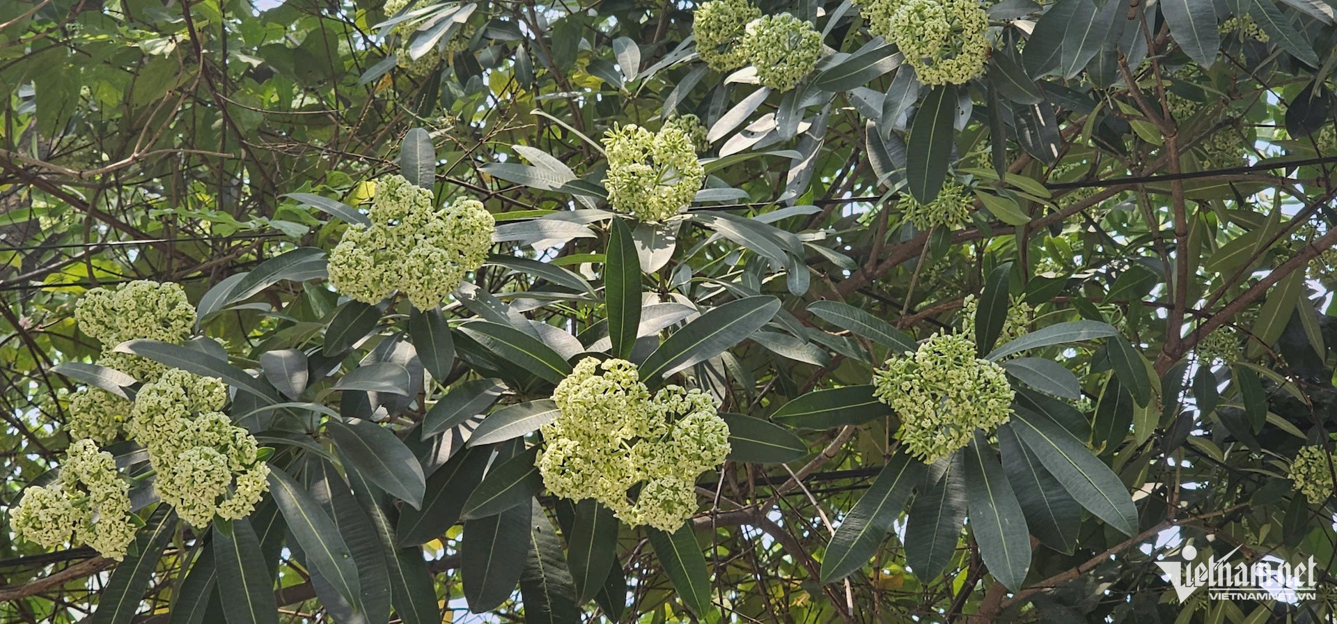 W-Hoa sữa 1.jpg