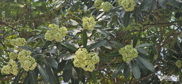 W-Hoa sữa 1.jpg
