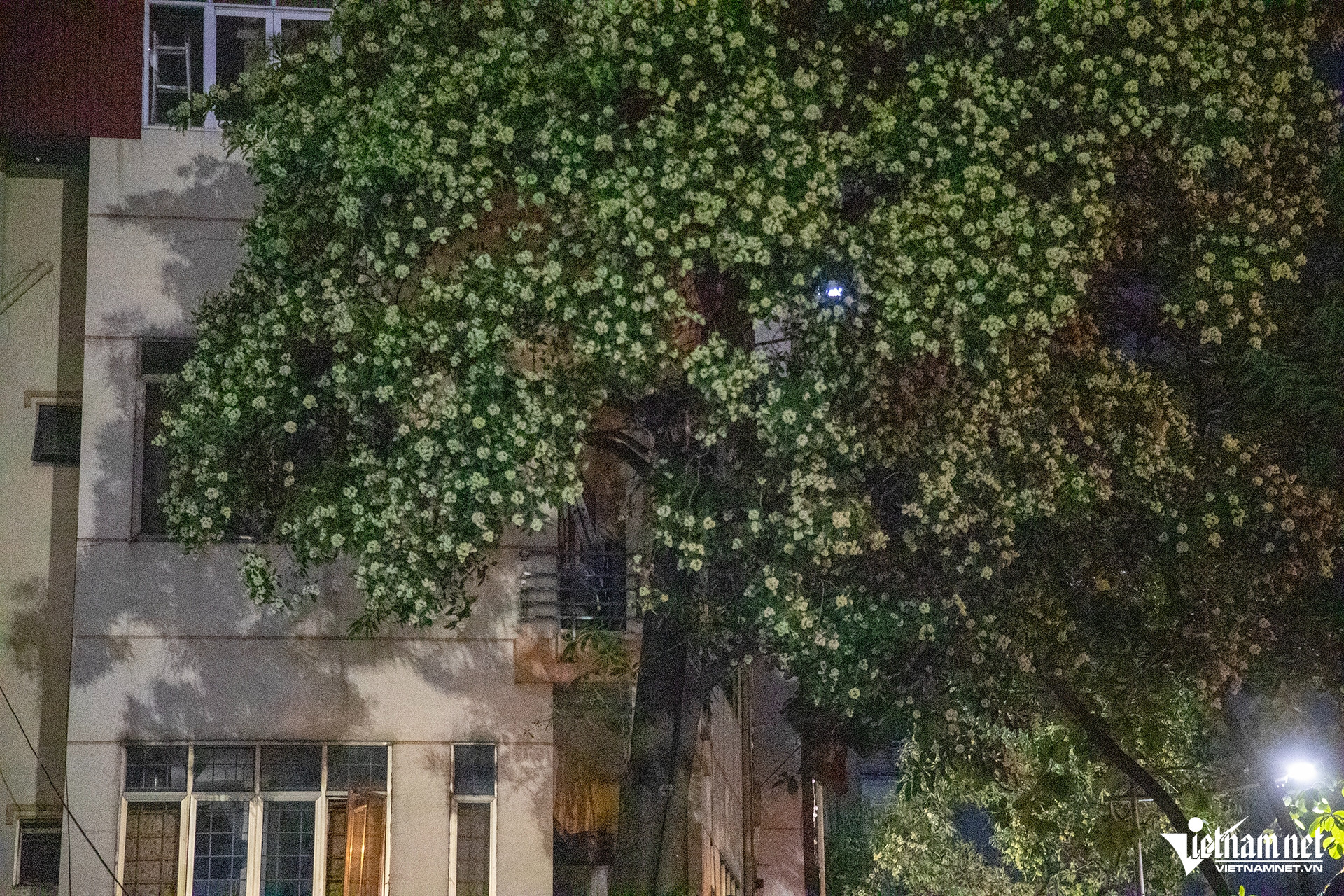 W-hoa sua 11 HIEU2625 sao chép.jpg