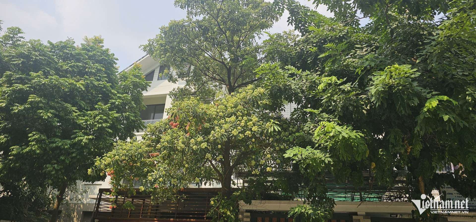 W-Hoa Sữa 2.jpg