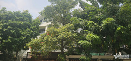 W-Hoa Sữa 2.jpg