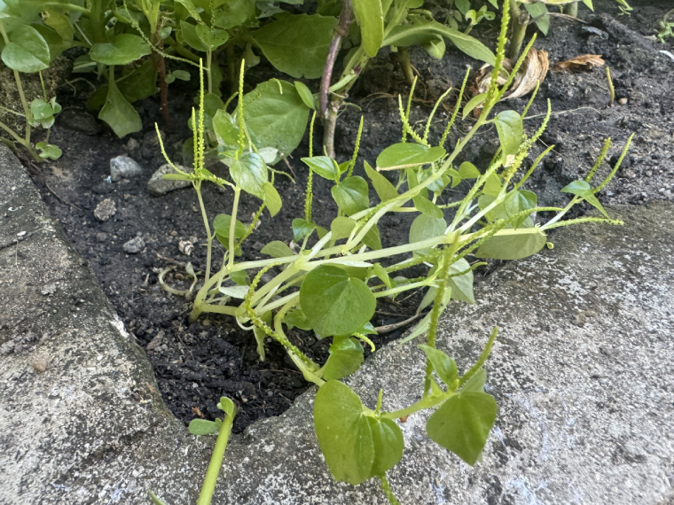 Loại cỏ dại xưa bị nhổ bỏ, nay thành đặc sản được nhiều người ưa chuộng
