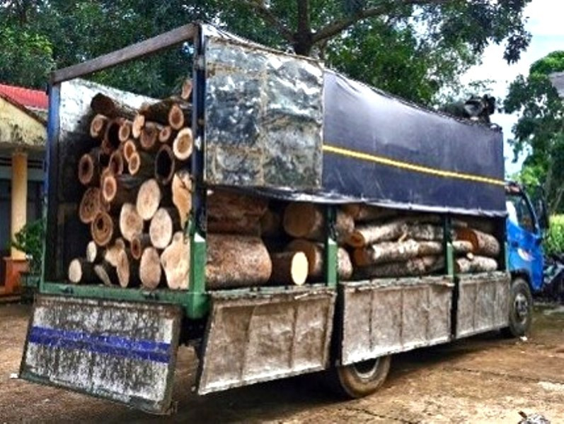 Khai thác 451 cây rừng trái phép 1.jpg