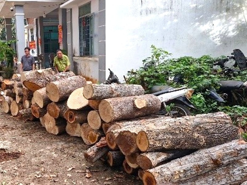 Khai thác 451 cây rừng trái phép 2.jpg