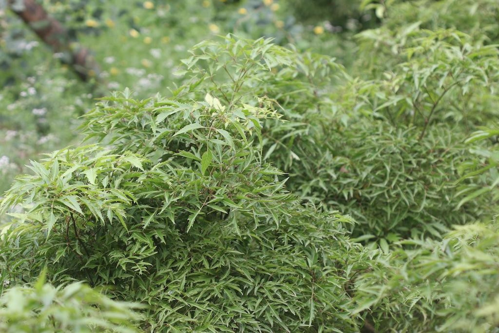 Lá đinh lăng tốt nhưng uống hằng ngày có phải là thói quen đúng?