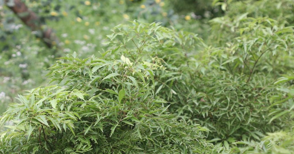 Lá đinh lăng tốt nhưng uống hằng ngày có phải là thói quen đúng?