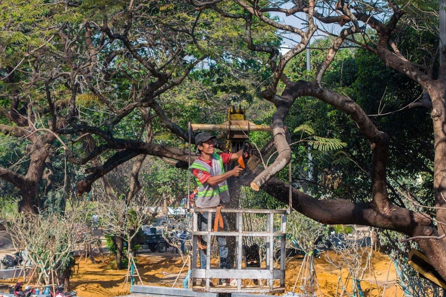 TPHCM nêu tiêu chí đốn hạ cây xanh sau hai vụ bật gốc
