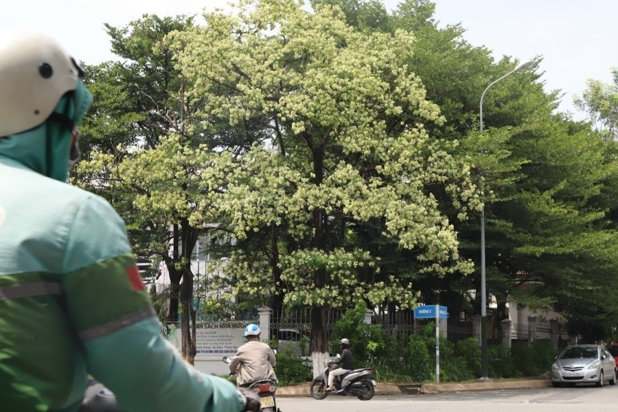 Bản tin sáng 16/10: Hoa sữa nở rộ ở TPHCM, người thích thú kẻ than trời