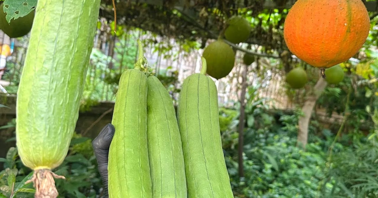 Công dụng không ngờ từ bộ phận này của quả mướp