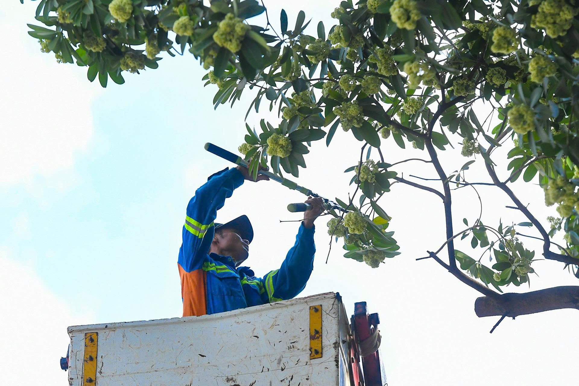 Hà Nội đang dùng xe chuyên dụng cắt tỉa hoa sữa