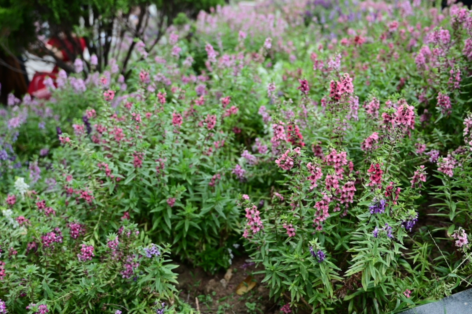 Dàn hoa violet tại công viên An Hòa thu hút giới trẻ đến 