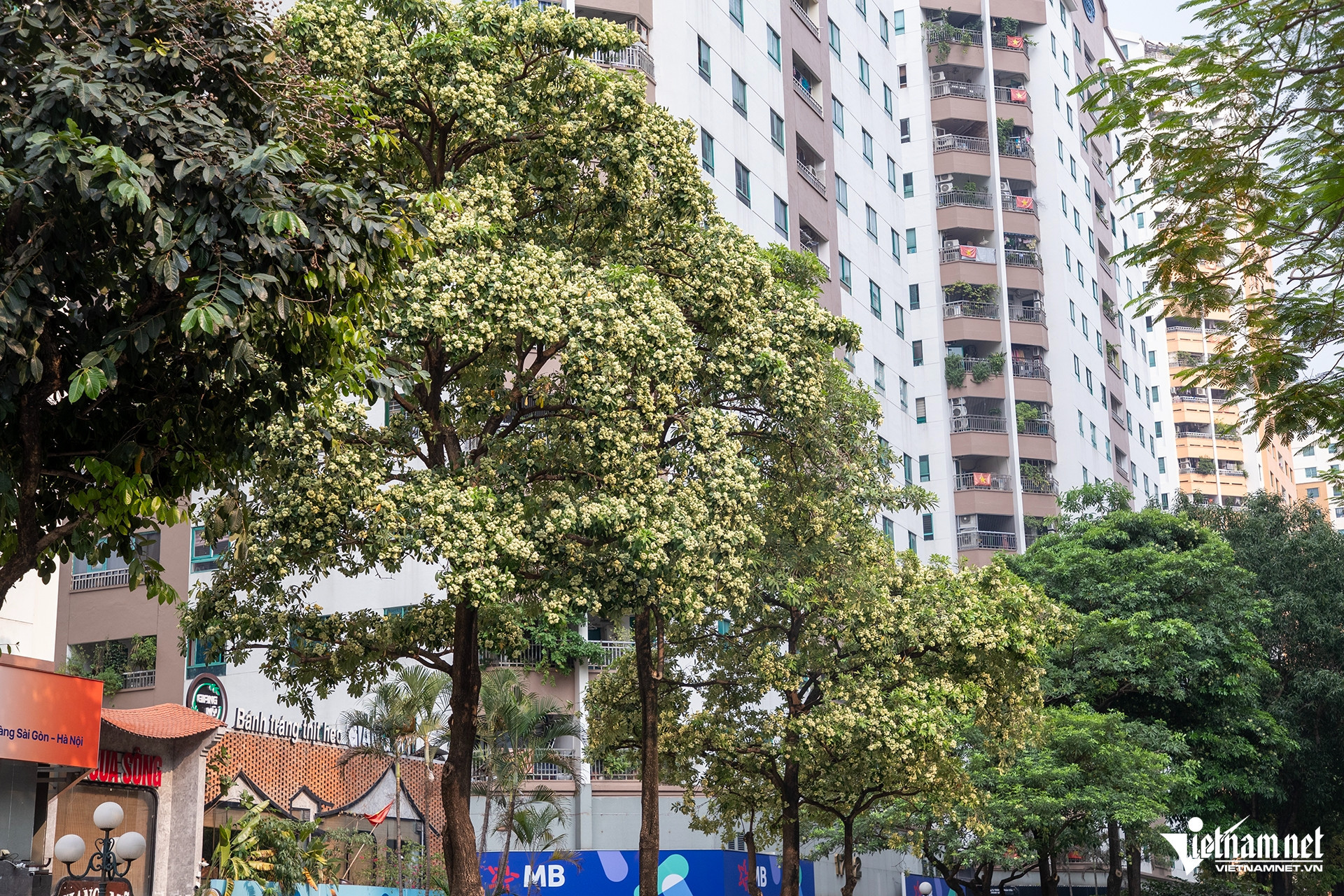 HOa sua 1.jpg