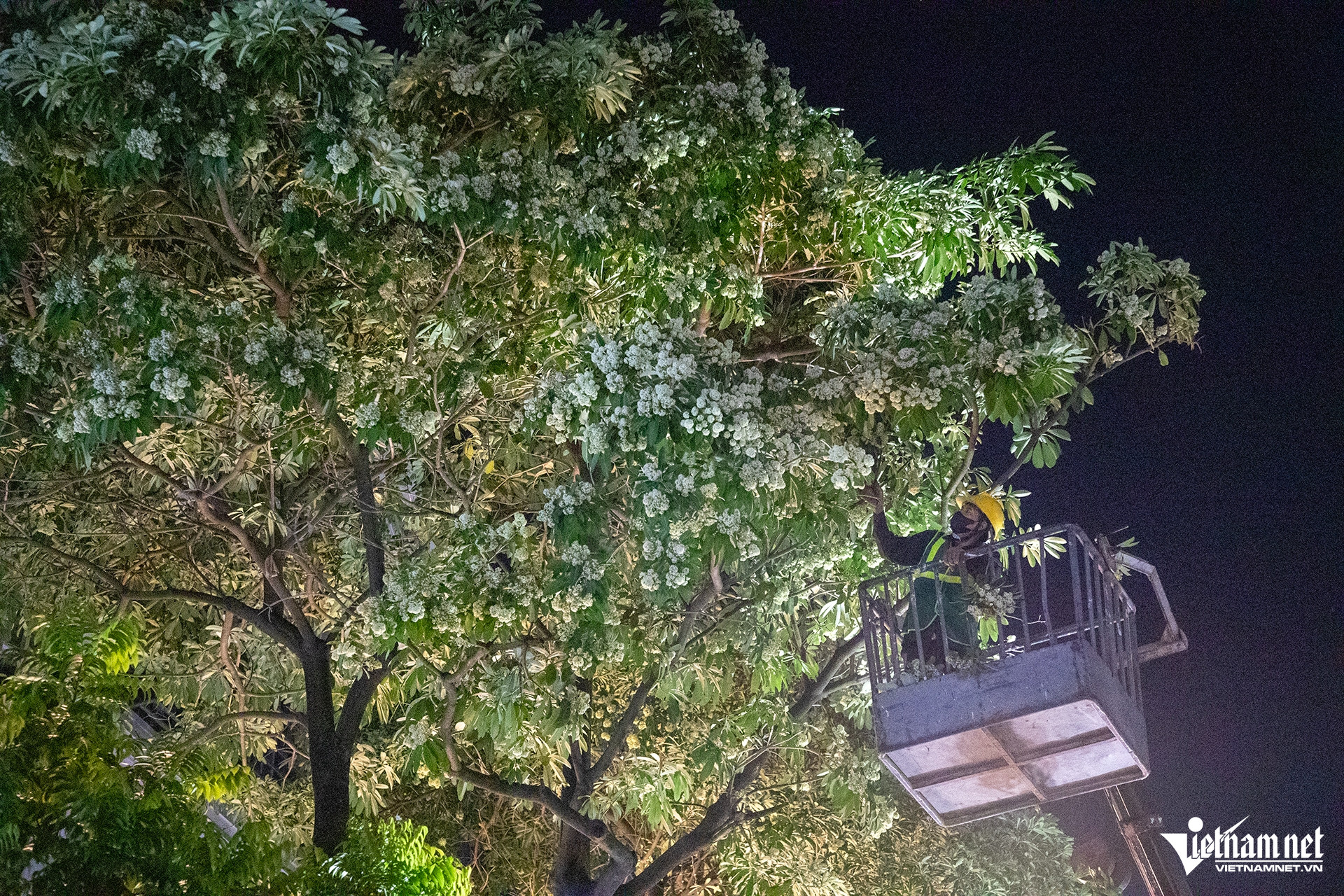 W-hoa sua tan mai 1 HIEU4334 sao chép.jpg