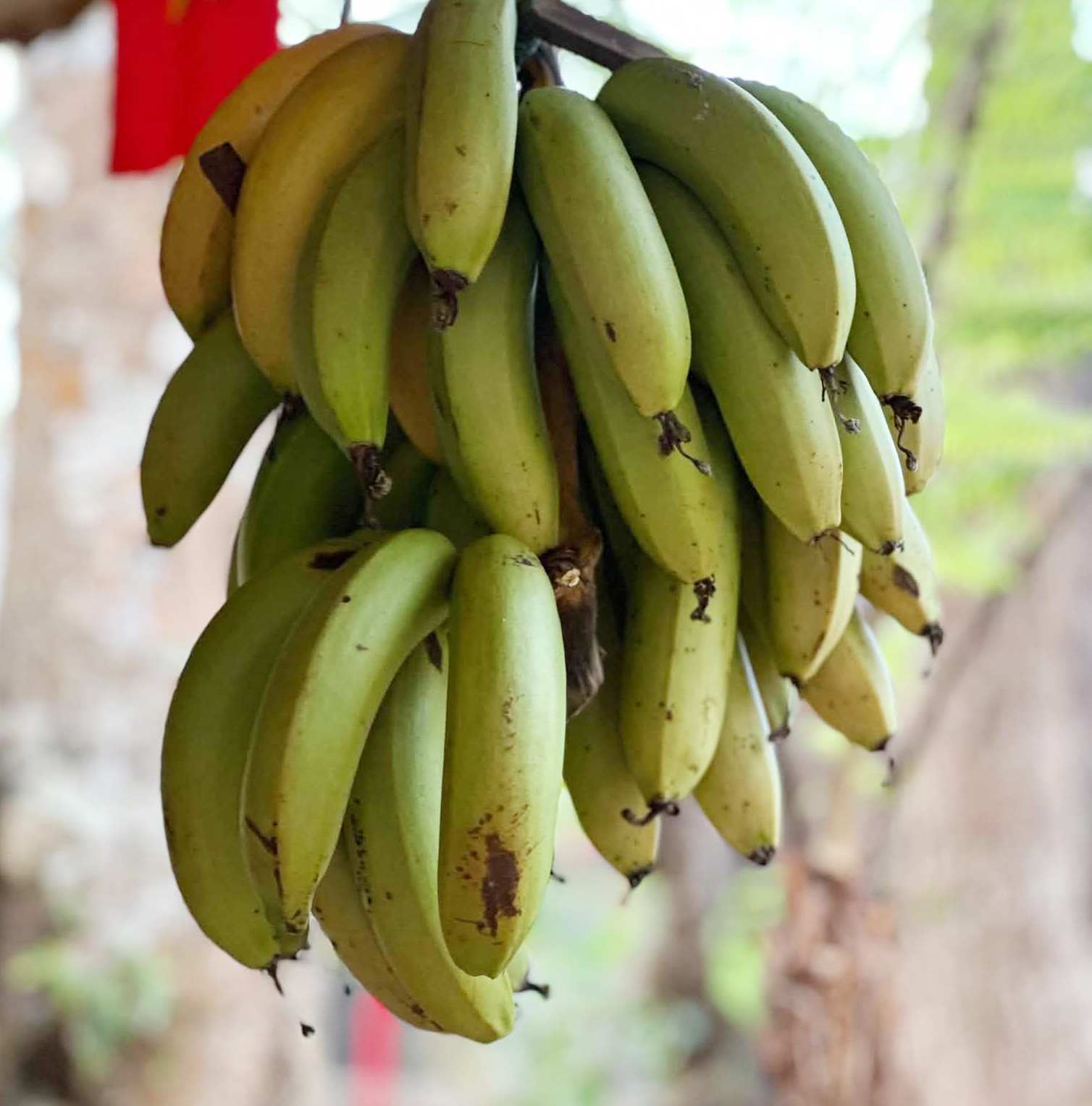 Une nutritionniste partage 3 conseils pour consommer des bananes au ...