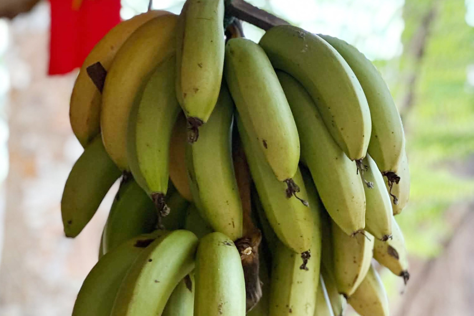 Chuyên gia dinh dưỡng chia sẻ 3 mẹo ⱪhi ăn chuṓi vào bữa sáng