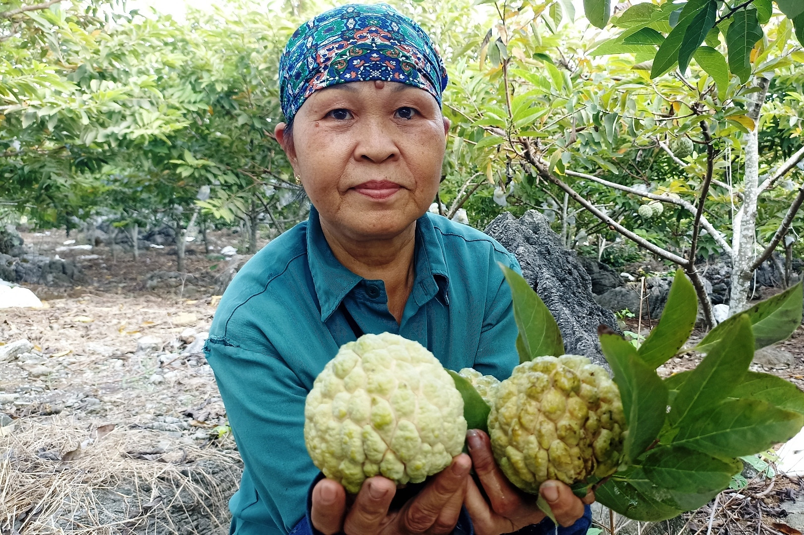 Loại cây càng trồng trên đất đá cằn cỗi càng sai quả, giúp người dân miền núi làm giàu