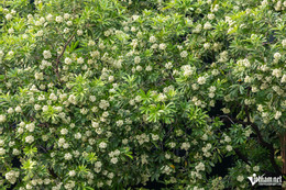 w hoa sua hieu2982 sao chep 4276.jpg