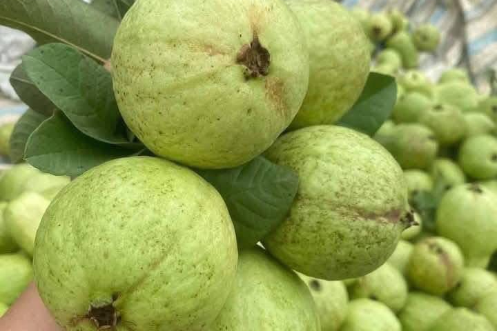 Ăn 1 quả ổi, nhận lượng chất xơ bằng 4-5kg xà lách