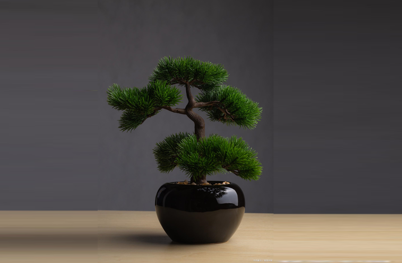 3 ornamental conifers for modern homes that are both beautiful and ...