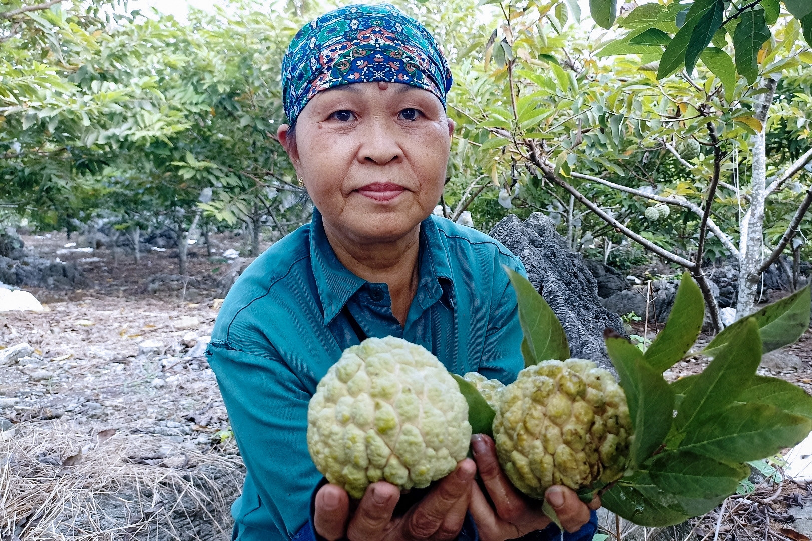 Loại cây càng trồng trên đất đá cằn cỗi càng sai quả, giúp người dân miền núi làm giàu