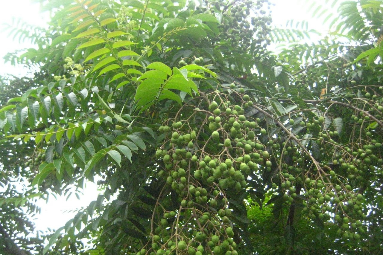 Loài cây giàu vitamin C vừa được Hà Nội đưa vào danh mục cấm