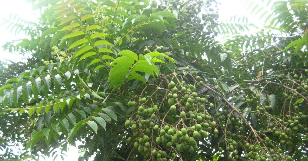 Loài cây giàu vitamin C vừa được Hà Nội đưa vào...
