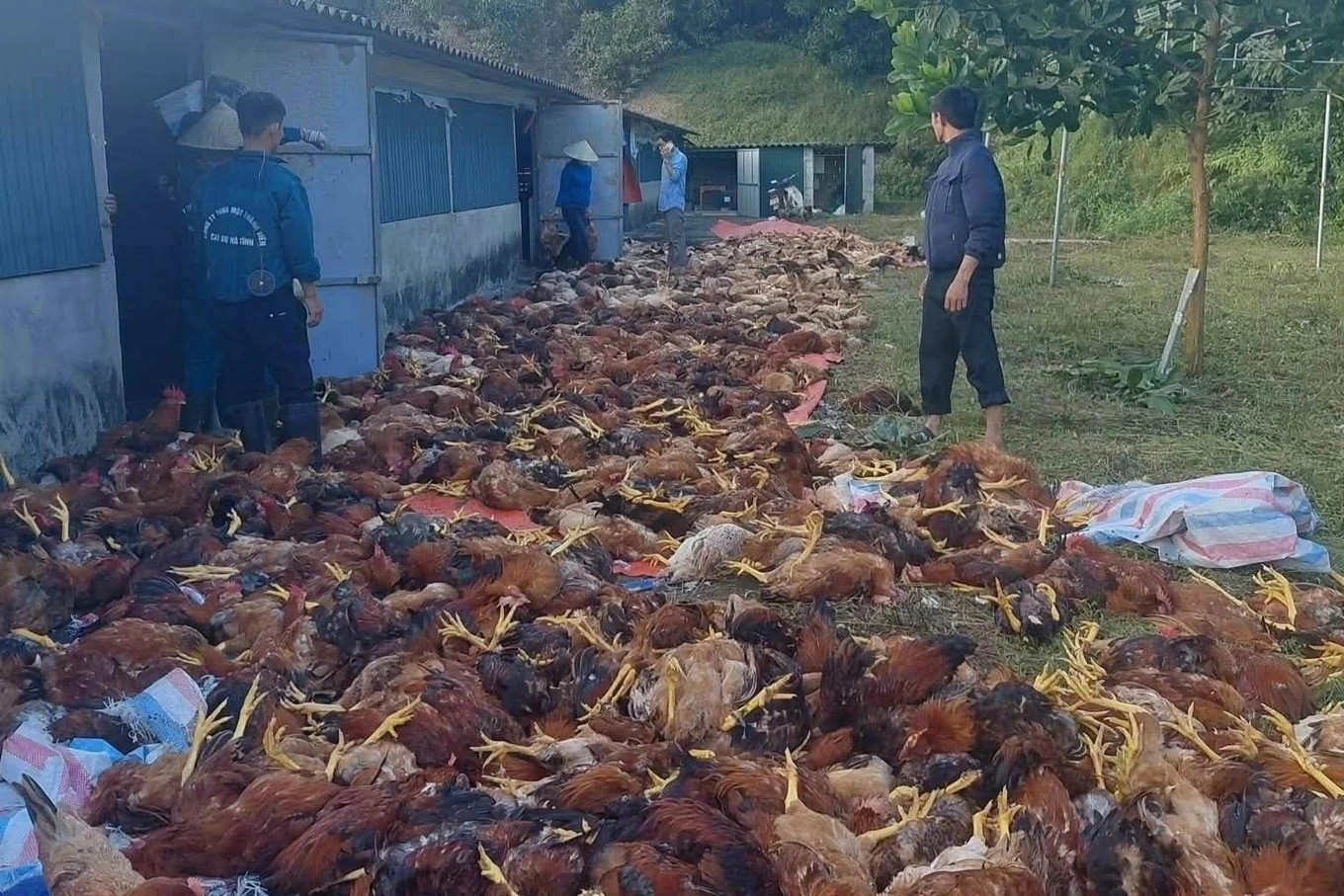 Trang trại có hơn 3.000 con gà sắp xuất bán chết do chập điện