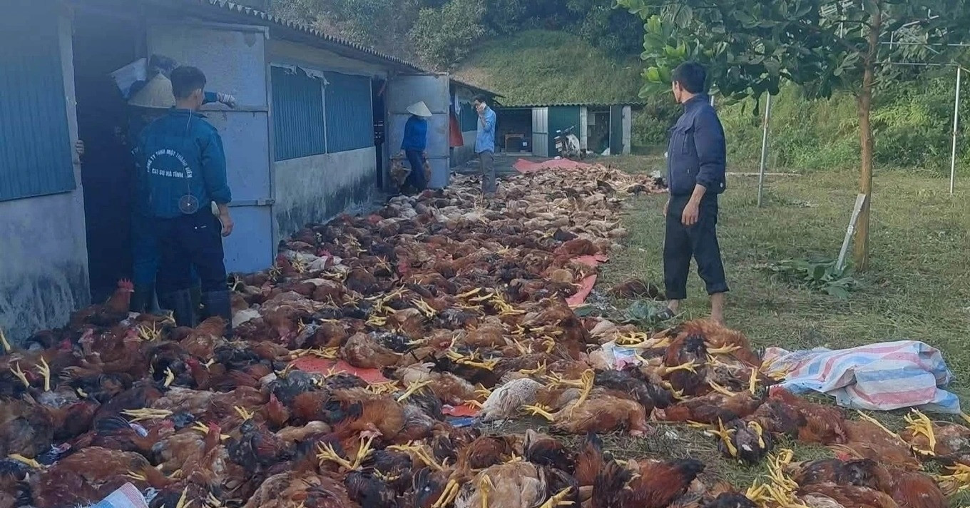 Trang trại có hơn 3.000 con gà sắp xuất bán chết do chập điện