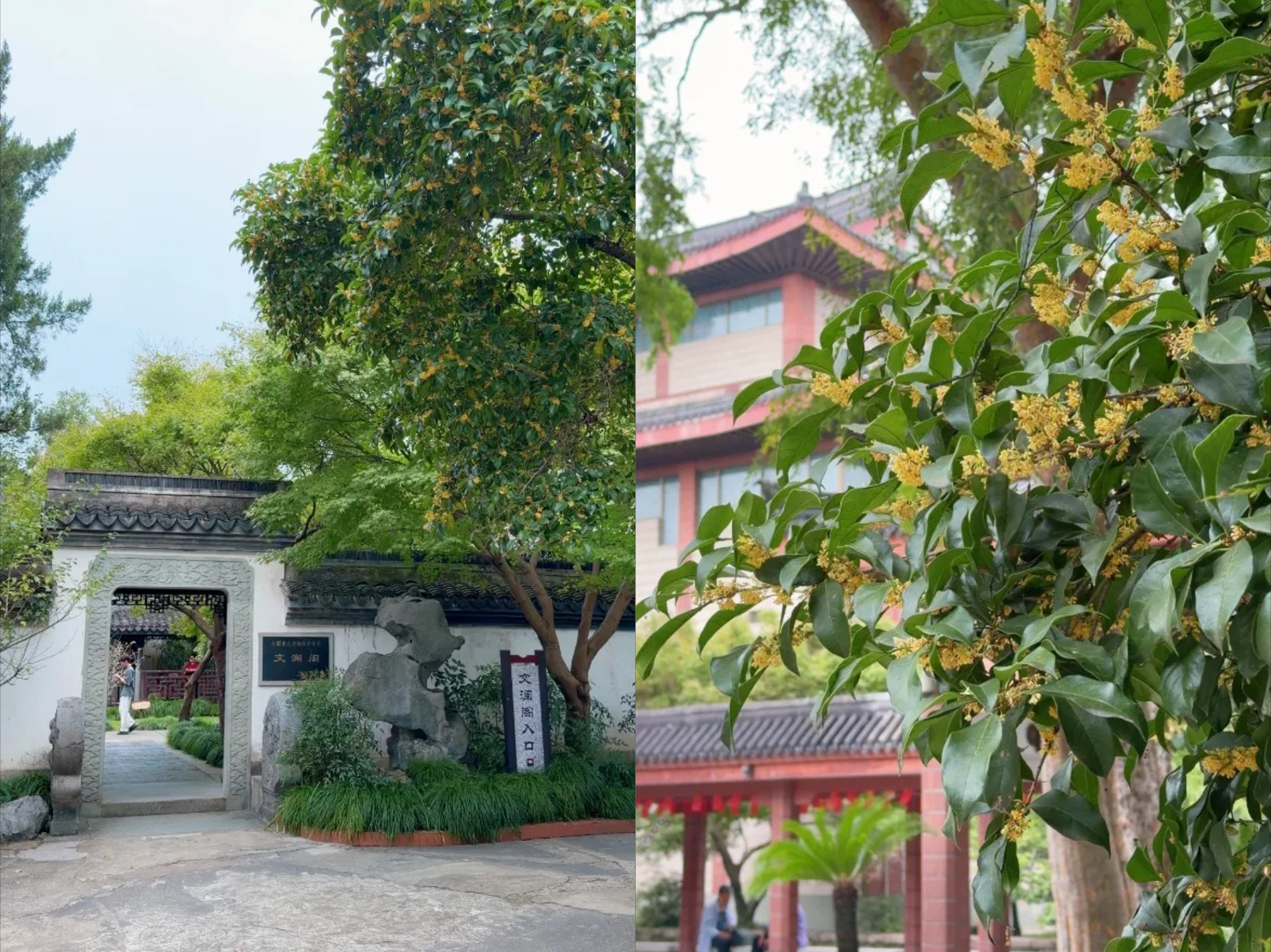 cay hoa que tram tuoi no hoa anh.png