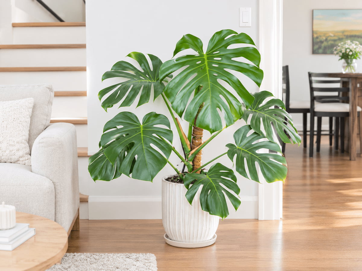 cay monstera.jpg