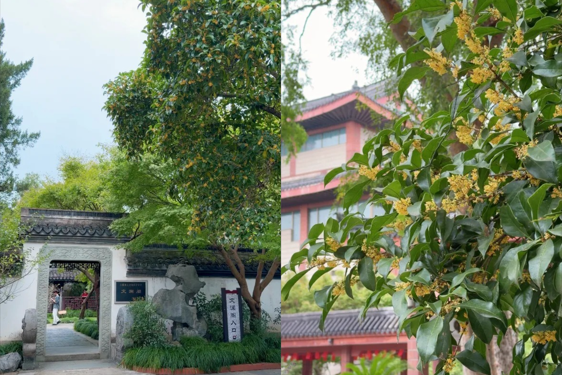 Hai cây quế 'hồi sinh' sau trận hỏa hoạn 250 năm trước, hút khách đến xem