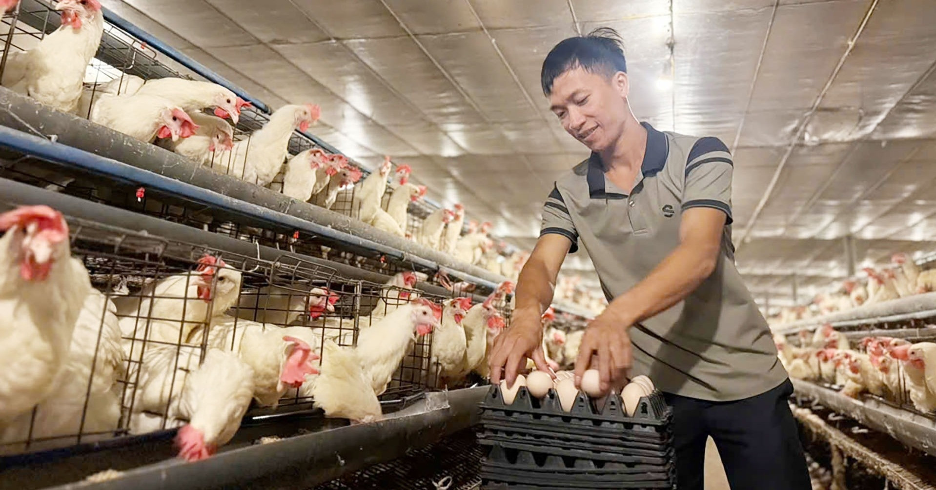 Bỏ nghề viễn thông, vợ chồng 9X nuôi gần 40.000 con gà, lãi 1 tỷ đồng/năm