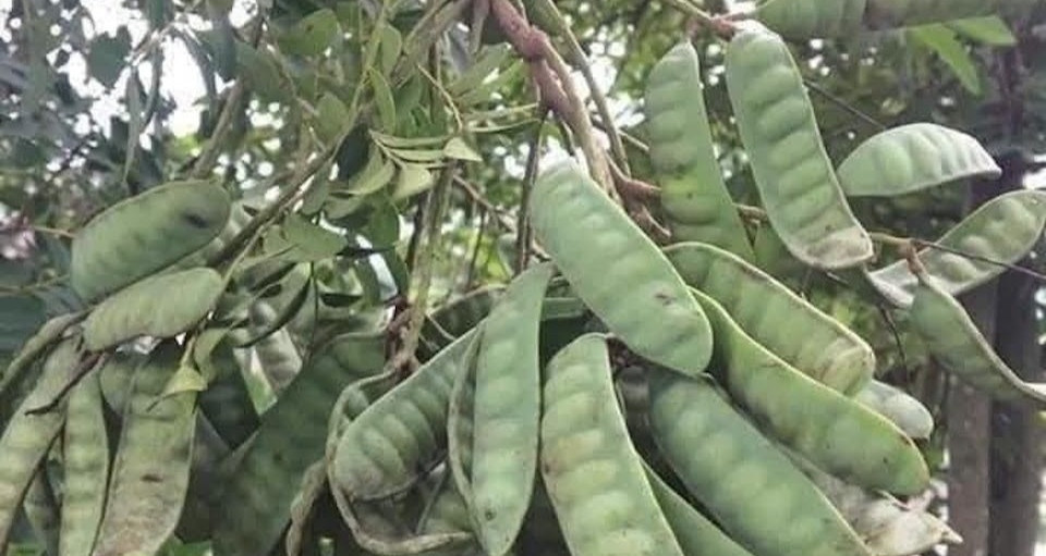 Công dụng một loại cây dùng gội đầu nằm trong d...