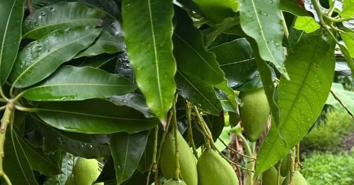 Uống nước lá xoài có hạ đường huyết không?