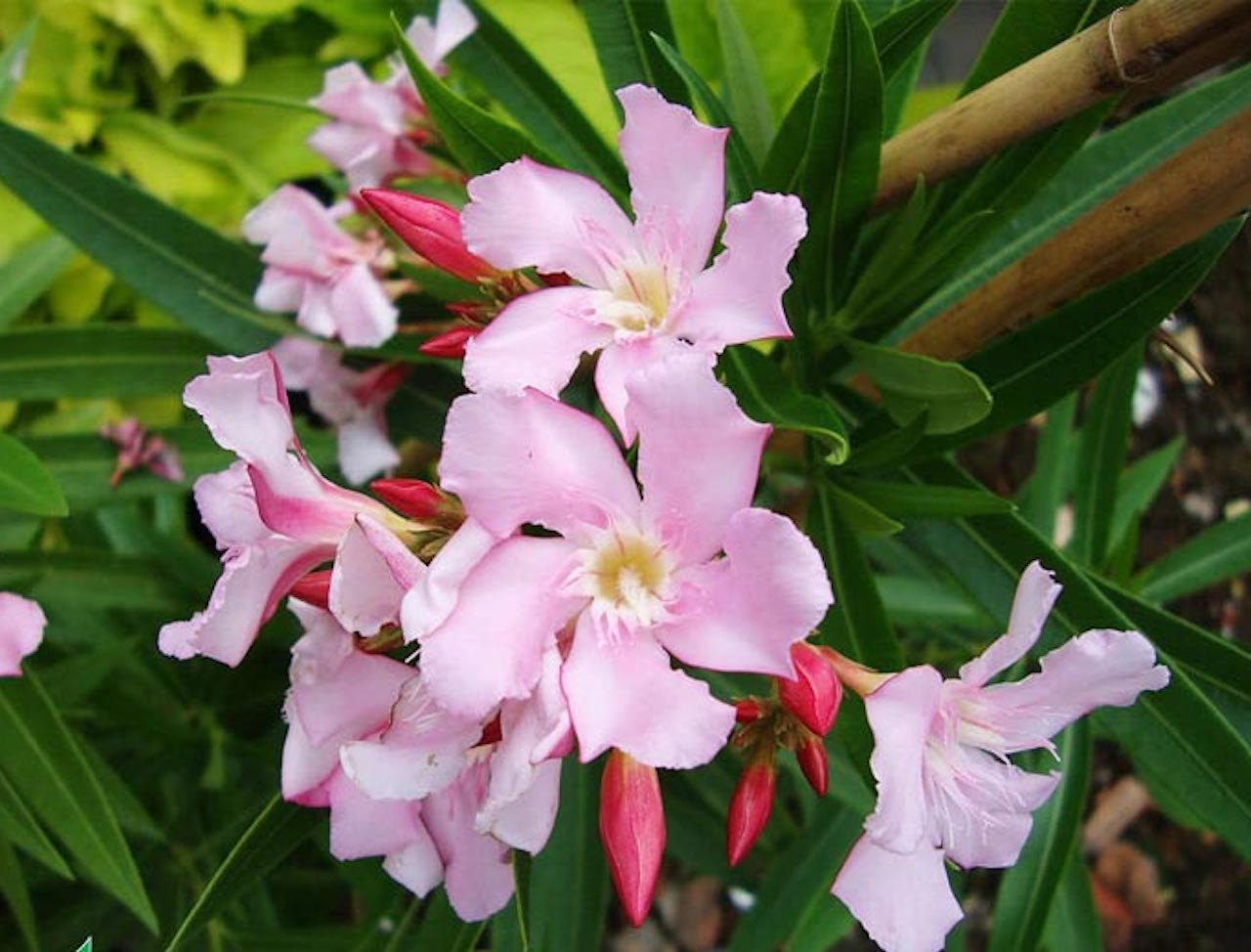 hoa truc dao canh don.jpg