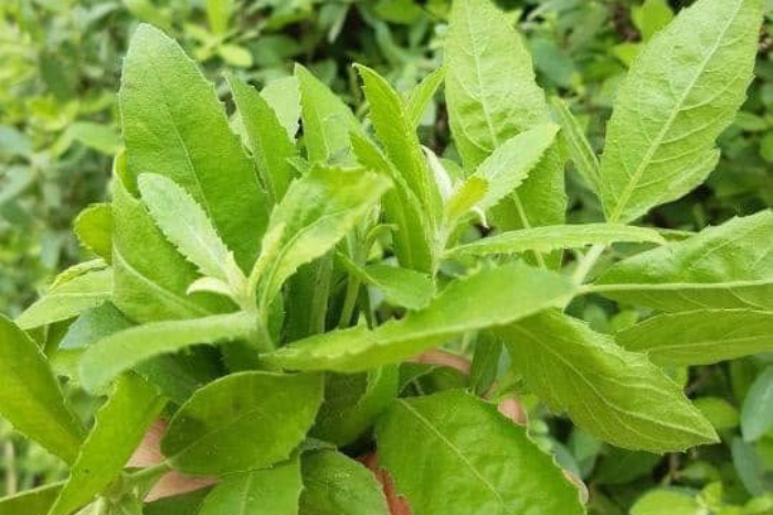 Loại cây làm bờ rào giảm đau xương khớp
