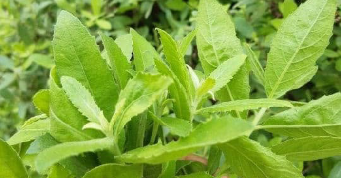 Loại cây làm bờ rào giảm đau xương khớp
