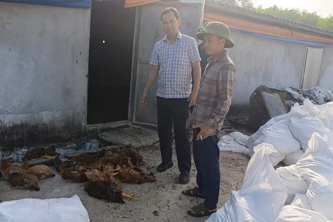 Chập điện tại trang trại, 13.000 con gà chết ngạt