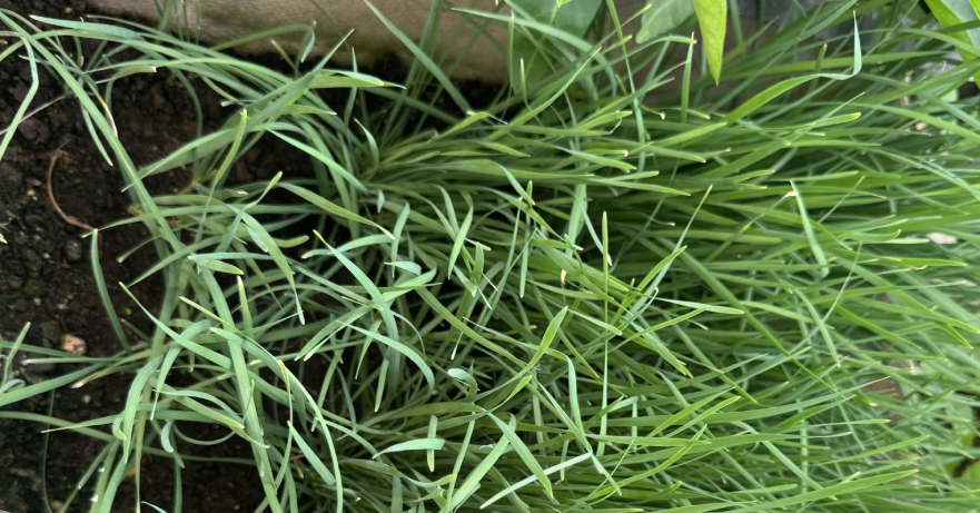 Loại rau gia vị quen thuộc nên ăn thường xuyên, tốt cho tiêu hóa và tim mạch
