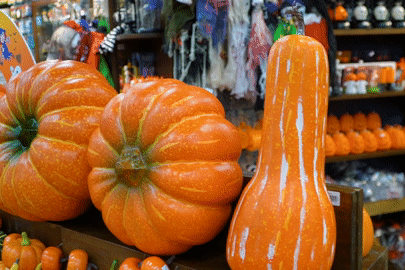 Bí ngô khổng lồ giá hơn một triệu đồng/quả hút khách mùa Halloween